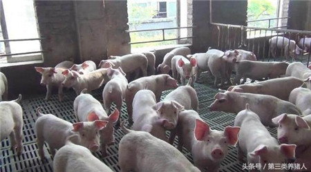 9月猪价下跌饲料成本增加 四季度猪市将如何变化