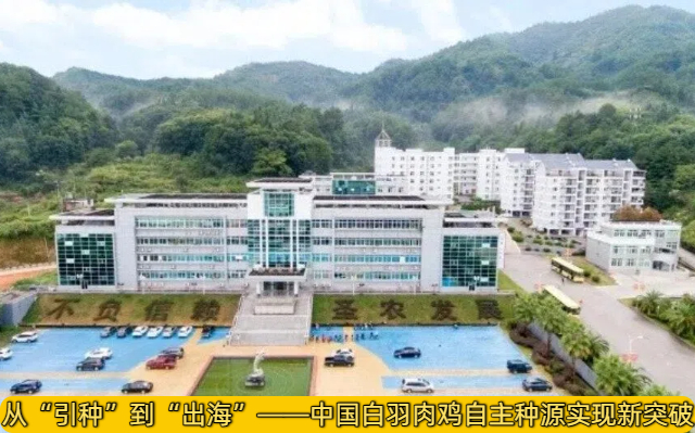 “引种”到“出海”—中国白羽肉鸡自主种源新突破