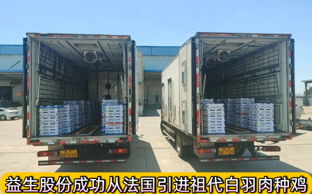 益生股份成功从法国引进祖代白羽肉种鸡