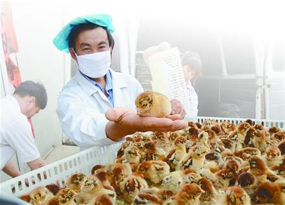 莱芜种禽生产补贴政策给力 养鸡业回暖