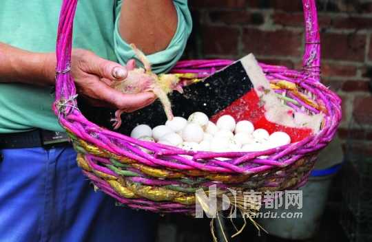 为了防止鸽子蛋孵化，张北朝每天都会和妻子到鸽笼捡蛋。现在鸽蛋价格跌到几毛钱，所以他们拿来自己吃或者送人，很少拿去卖。