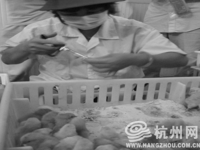 技术人员正在给刚出生的小鸡打疫苗