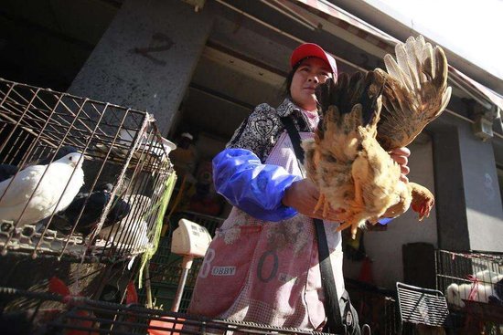 英媒称新研究确认H7N9禽流感病毒源自家鸡