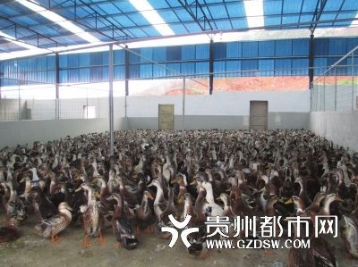 买活禽,用手机扫一下脚环
