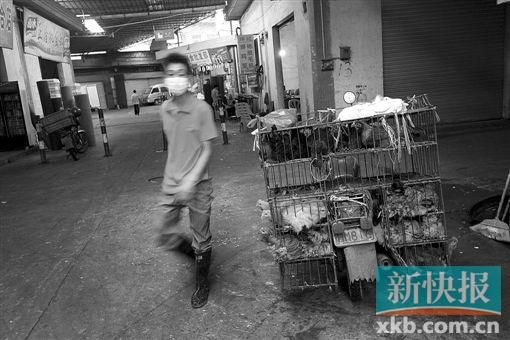 广州一酒楼检出H7N9病毒。图为番禺区谢村禽鸟市场满载禽类的送货摩托车。胡珂/摄(资料图片)