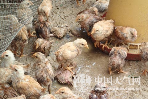 超强台风横扫雷州 他们无力抵抗却坚强