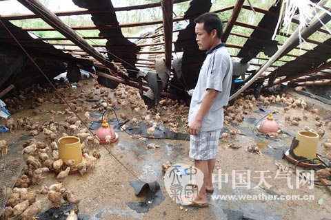 超强台风横扫雷州 他们无力抵抗却坚强