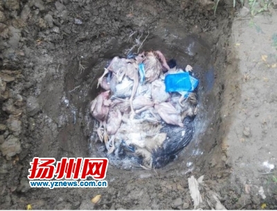 死鸡深埋处理现场