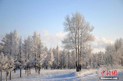 呼伦贝尔再现-40℃极寒，雾凇演绎冰雪童话。（图片来源于中新网）