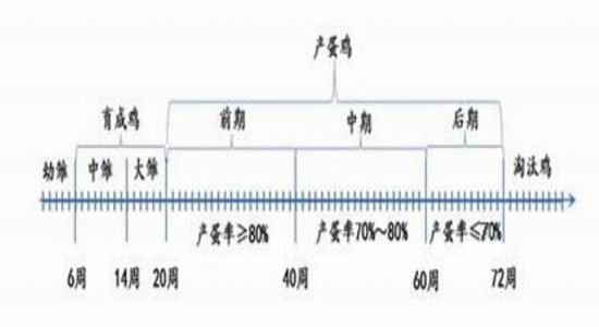 金友期货(年报)：鸡蛋15年寒冬里的一把火