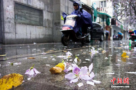 广西柳州气温骤变降“花瓣雨”（图片来源中新网）