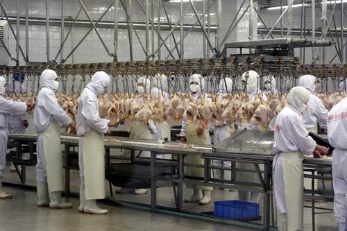 中国鸡肉市场对巴西家禽业意义重大