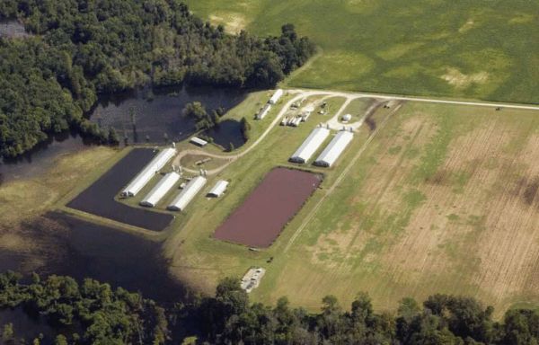 南卡莱罗纳州杜普林县一个养猪场的鸟瞰图，粉色处为污水池 图片来自Quartz网站