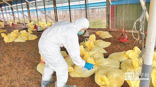 台湾彰化一鸡场又染禽流感1万只鸡遭扑杀（图）