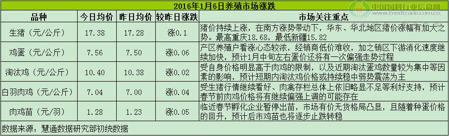 鸡评.png