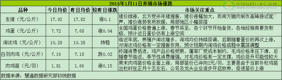 鸡评.png