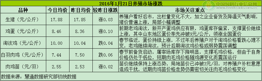 鸡评.png
