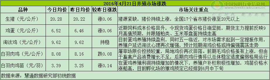 鸡评.png
