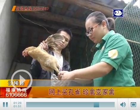 小伙花1200元网上买孔雀苗 托运回荆后珍禽变家禽