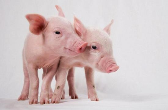 科学家完成人猪“合体” 混合细胞胚胎可存活28天