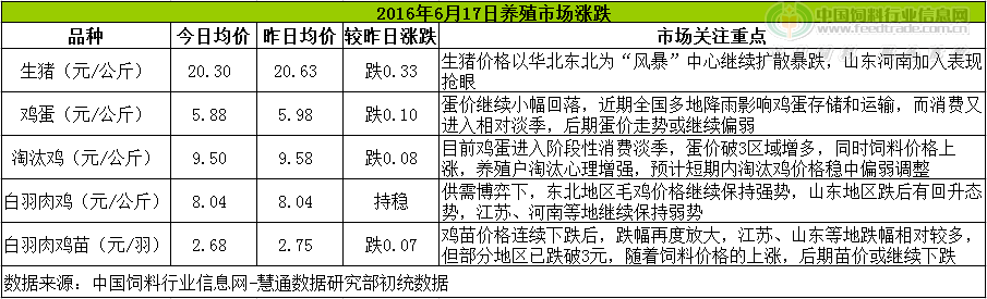 鸡评.png