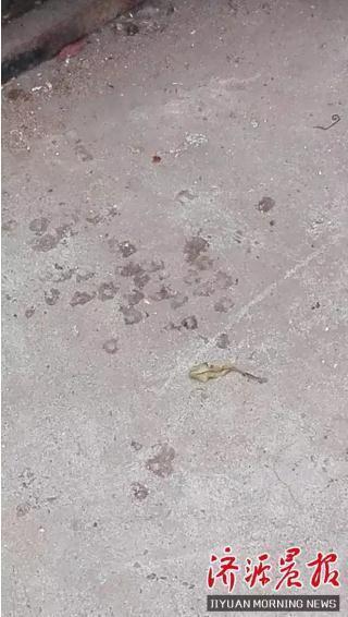 河南惊现“鸡坚强”：为了走路 自断一腿