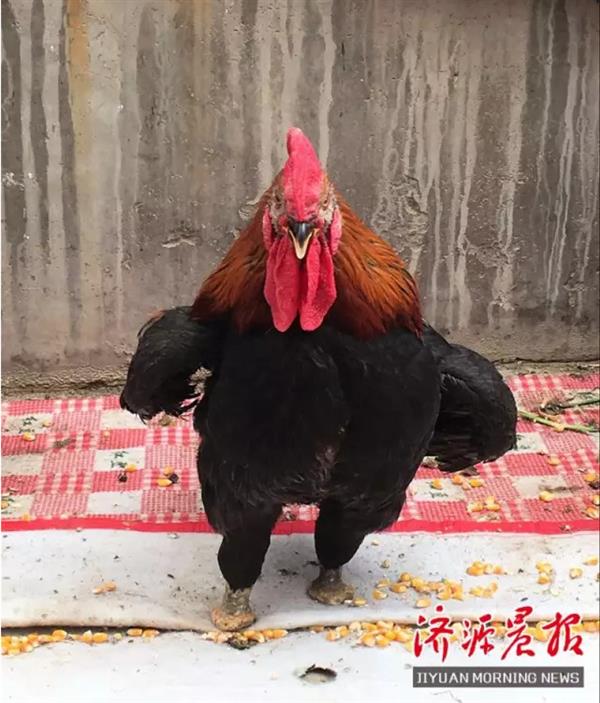 河南惊现“鸡坚强”：为了走路 自断一腿