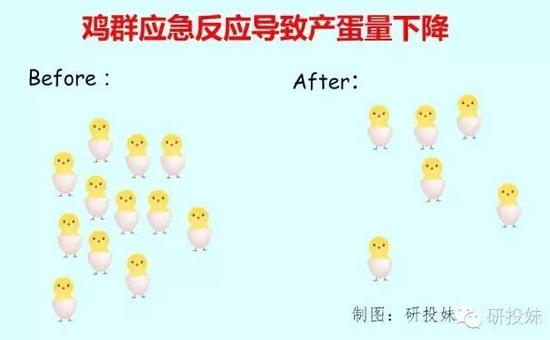 暴雨淹死了好多鸡 近月蛋价或大涨