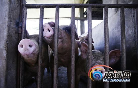 养猪场老板用购买来的回收油油掺和在饲料里喂猪。南海网记者刘洋摄
