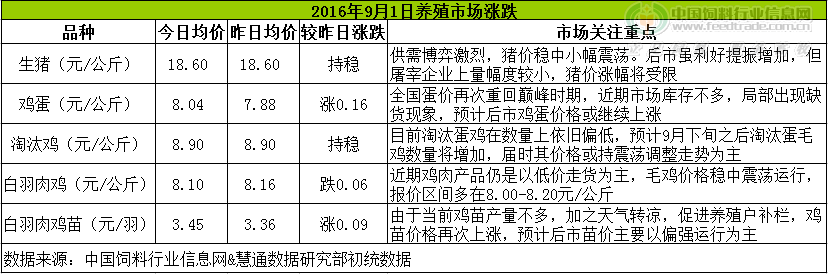 鸡评.png