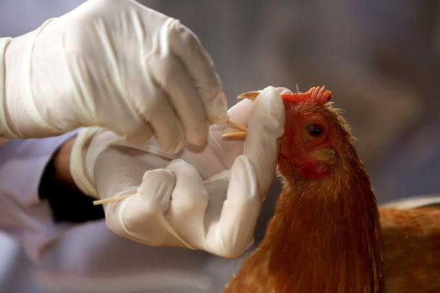 又见H7N9禽流感？浙江专家解答：大流行可能性不大