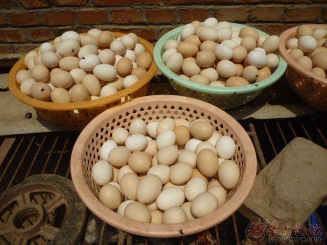 鸡蛋价值还在跌，日亏千元，蛋鸡养殖户要哭了！