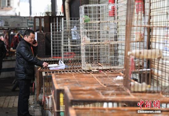 资料图：活禽市场。 杨华峰 摄