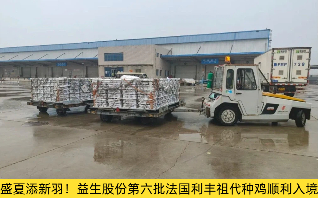 盛夏添新羽！益生股份第六批法国利丰祖代种鸡顺利入境