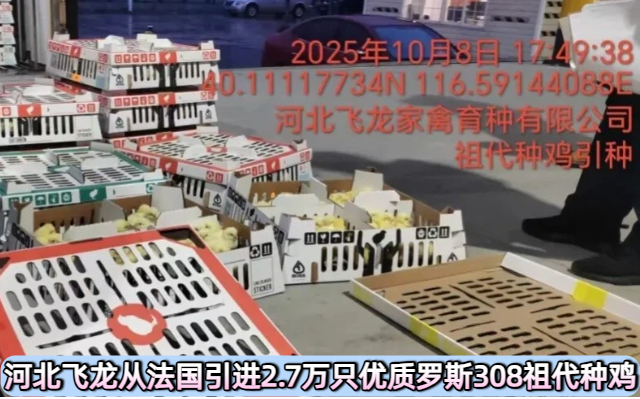河北飞龙从法国引进2.7万只优质罗斯308祖代种鸡