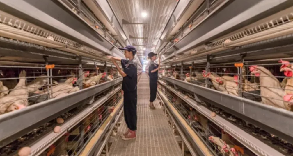 规范化养殖场。夹江县融媒体中心供图