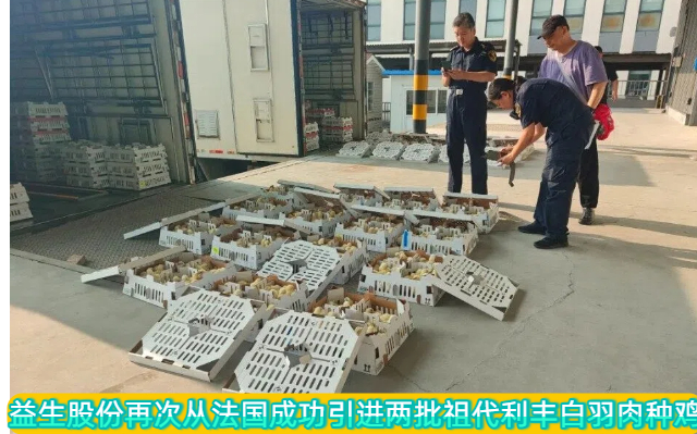 益生股份再次从法国成功引进两批祖代利丰白羽肉种鸡，每批各1万套