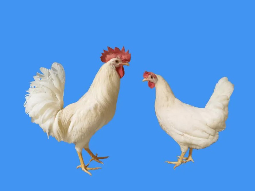 1785832606728055373.png